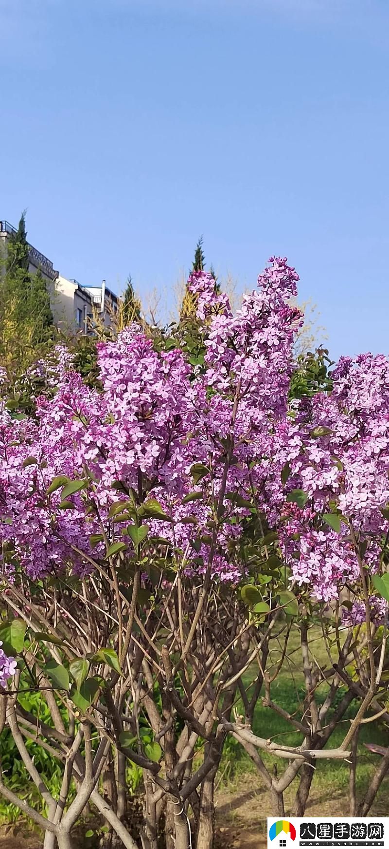 丁香花免費高清完整在線(xiàn)觀(guān)看