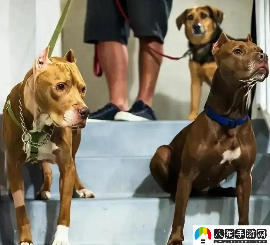 探秘“人狗大戰2高清正版免費”