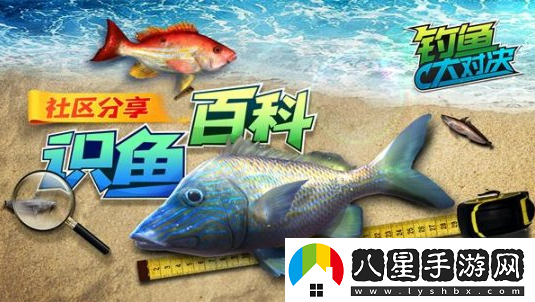 甩竿識魚(yú)兩不誤釣魚(yú)大對決帶你深入認識鯊魚(yú)