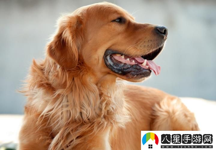 和金毛做了四年都沒(méi)事人