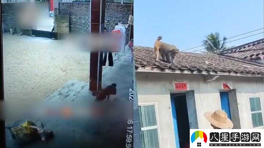 二人生猴子不蓋被子的科學(xué)解釋與健康影響