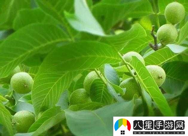 胡桃的營(yíng)養價(jià)值與功效揭秘