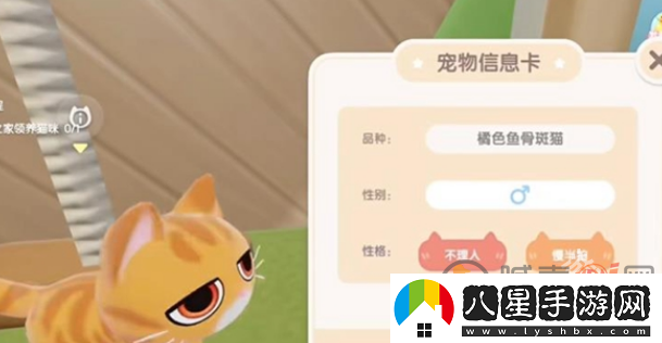 心動(dòng)小鎮怎么養貓