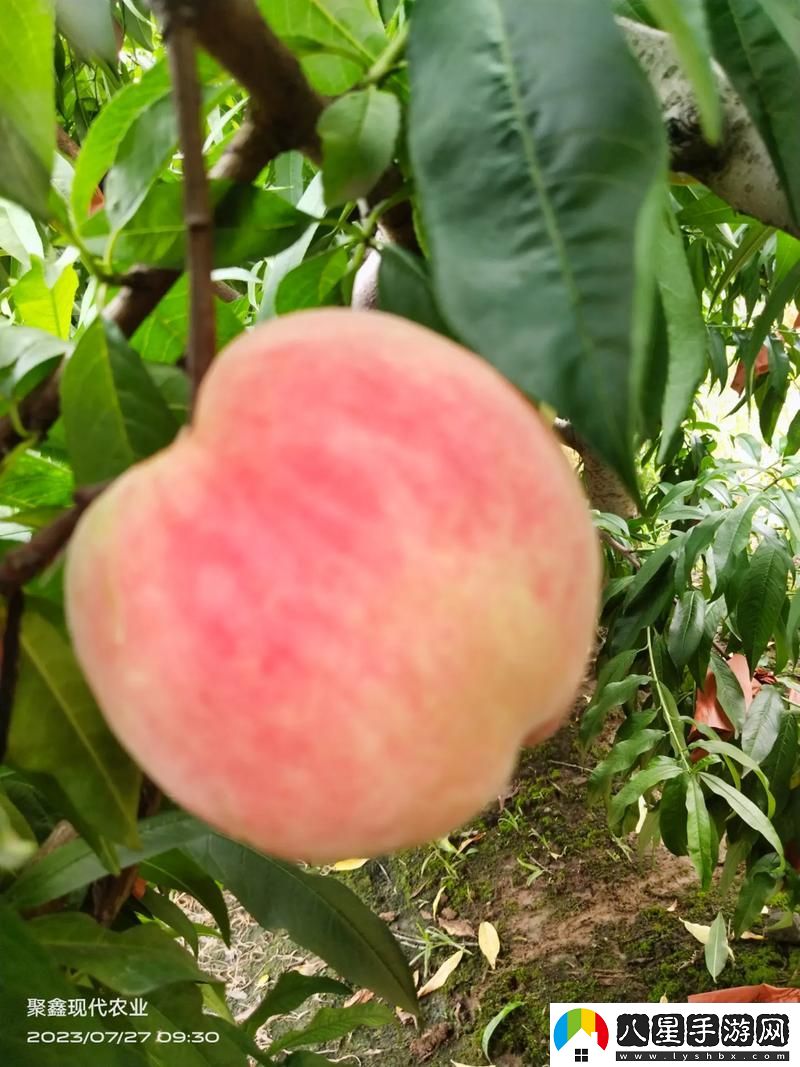 巨無(wú)霸水蜜桃4399