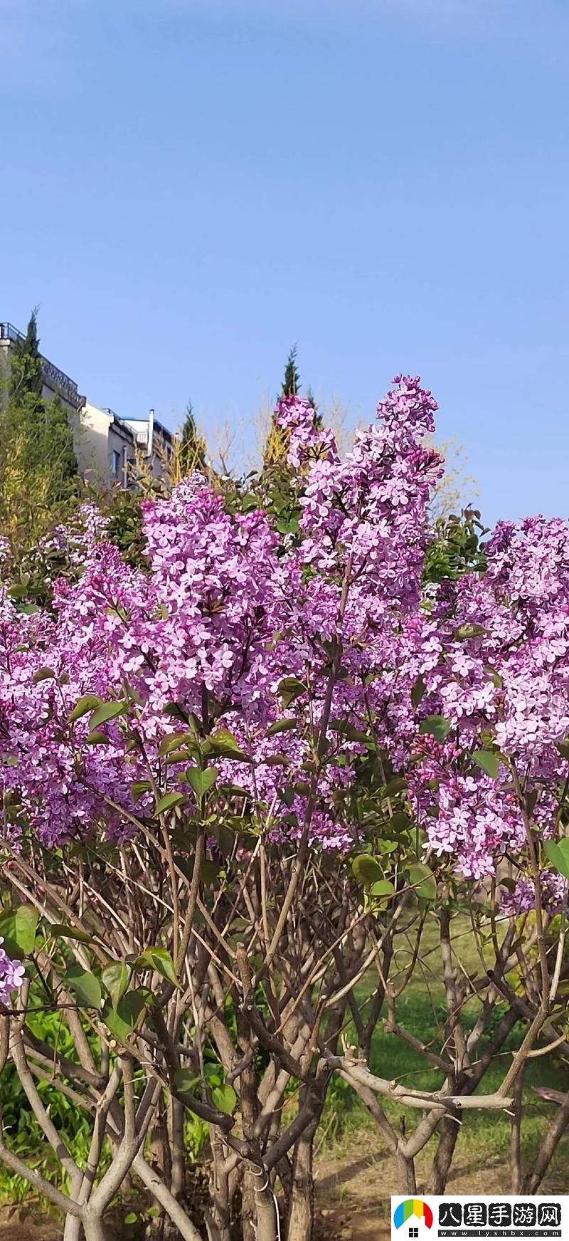 丁香花免費高清完整在線(xiàn)觀(guān)看