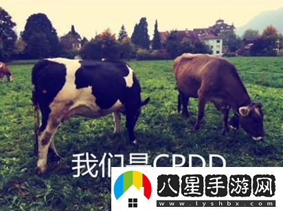 cpdd是什么意思絡(luò )用語(yǔ)