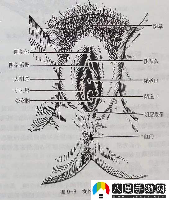大蔭蒂BBBBBB大蔭蒂上線(xiàn)